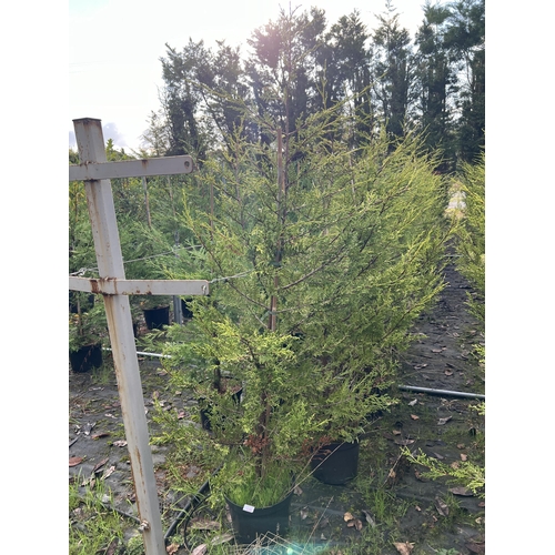 125 - 11 LEYLANDII APPROX 180CM +VAT