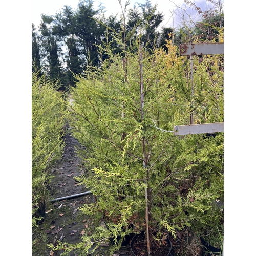 126 - 13 LEYLANDII 180CM + VAT