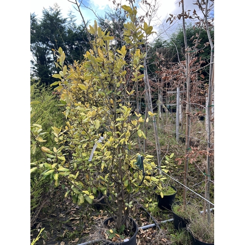 128 - 9 MIXED ELEAGNUS & PHOTINIA 200CM+PLUS VAT