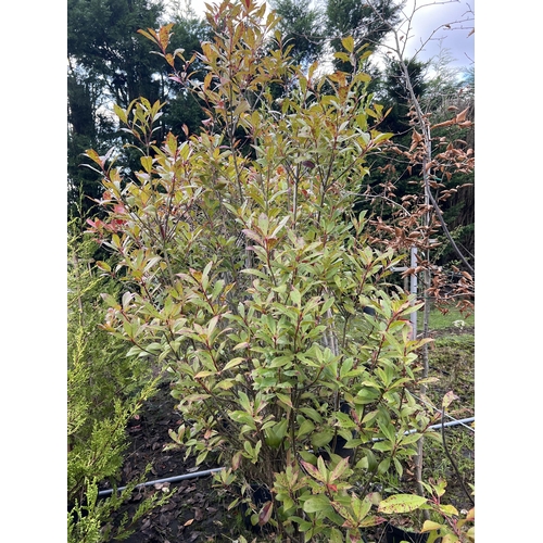 128 - 9 MIXED ELEAGNUS & PHOTINIA 200CM+PLUS VAT