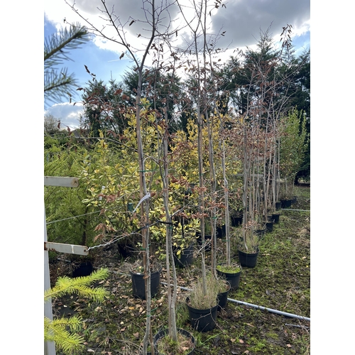 129 - 14 HORNBEAM  200CM + PLUS VAT