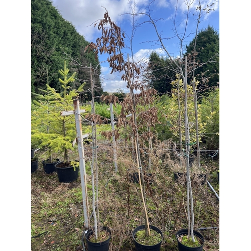 130 - 14  HORNBEAM 200CM+ PLUS VAT