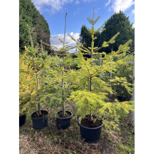 137 - 7 ABIES, CEDAR ETC + VAT