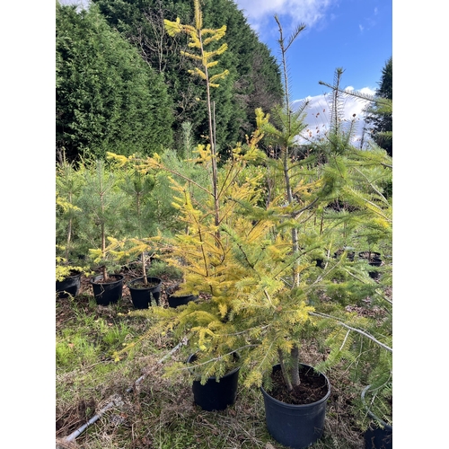 137 - 7 ABIES, CEDAR ETC + VAT