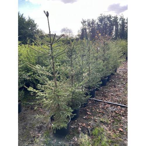 139 - 10 NORWAY SPRUCE APPROX 150CM + VAT