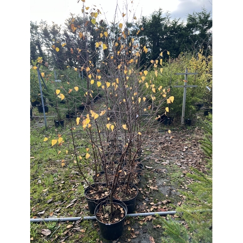 140 - 13 BIRCH BETULA PENDULA APPROX 200CM + VAT