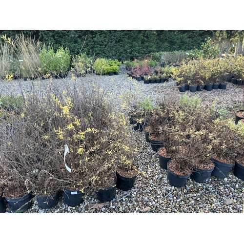 231 - 66 POTENTILLA + SPIREA + VAT