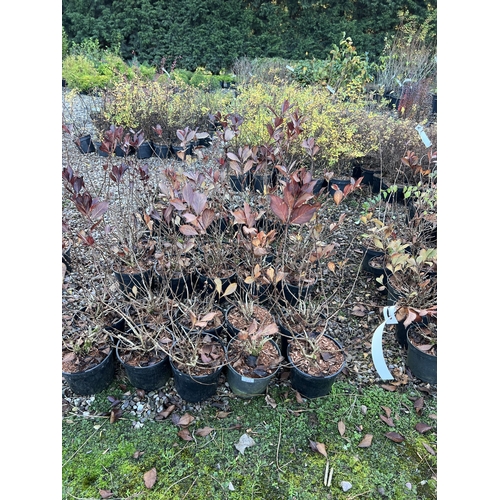 233 - 40 WEIGELA VICTORIA  + VAT