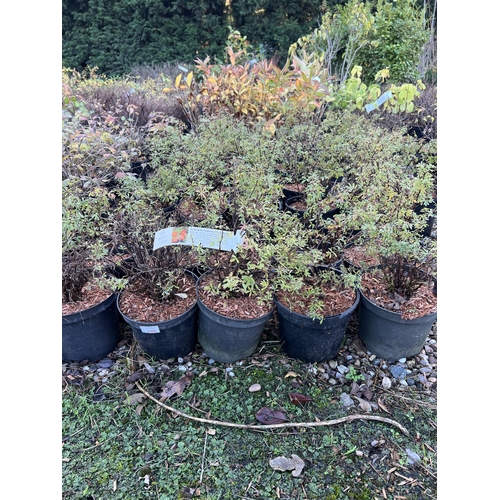 235 - 30 POTENTILLA FRUITICOS + VAT