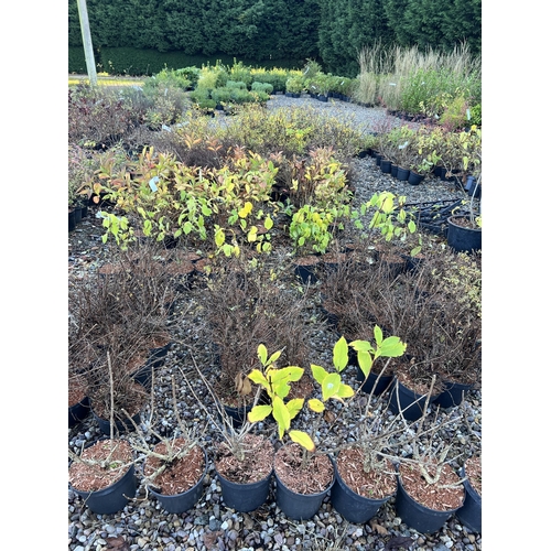 237 - 212 ASSORTED SHRUBS TO INCLUDE AZALEA POTTENTILLA SPIREA + VAT