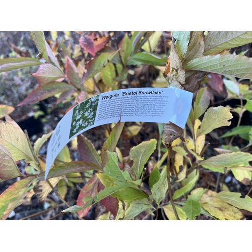 237 - 212 ASSORTED SHRUBS TO INCLUDE AZALEA POTTENTILLA SPIREA + VAT