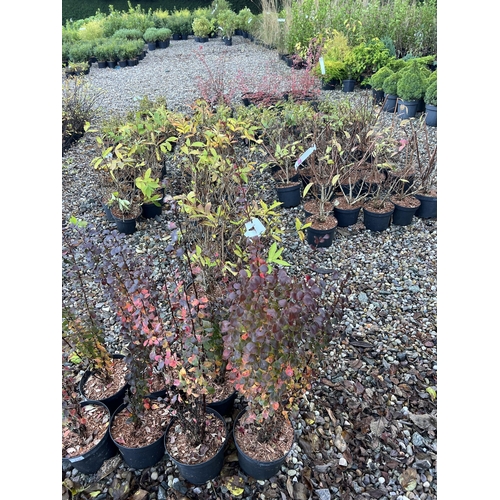 238 - 158 ASSORTED SHRUBS TO INCLUDE BERBERIS EUONYMUS ETC+ VAT