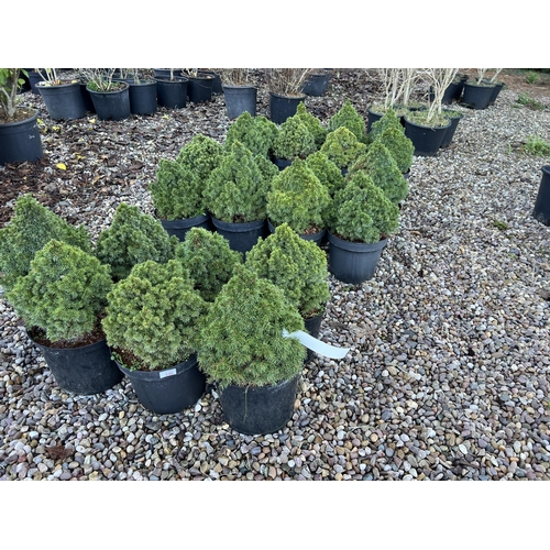 240 - 23 PICEA GLAUCA ALBERT GLOBE + VAT