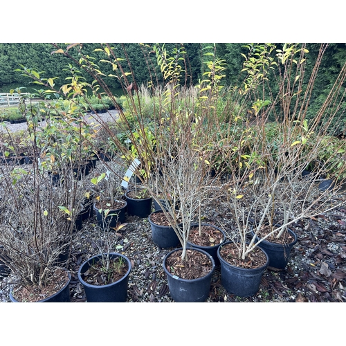 242 - NINETEEN MIXED SHRUBS TO INCLUDE DEUTZIA SYRINGA +VAT