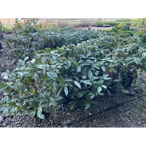 243 - TWENTY SEVEN VIBURNUM DAVID EYE APPROX 100CM +VAT