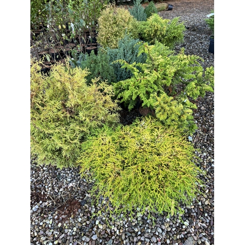 247 - NINETEEN MIXED CONIFER +VAT