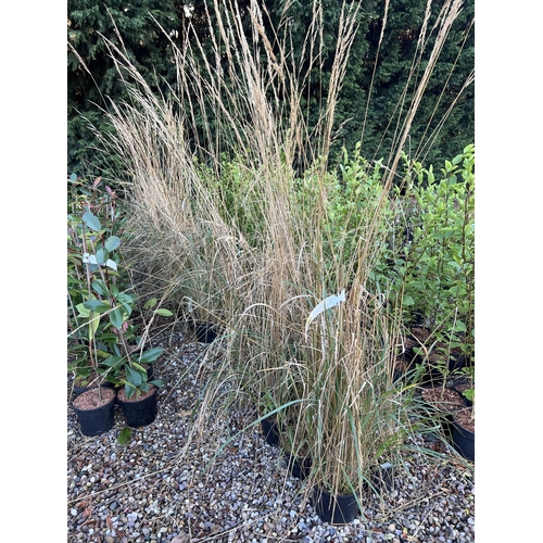 252 - FORTY TWO CALAMAGROSTIS +VAT