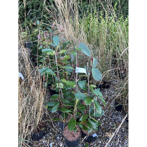 253 - TWENTY SIX PHOTINIA +VAT