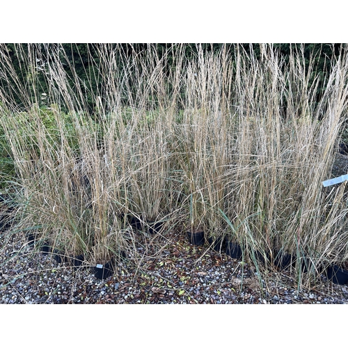 254 - ONE HUNDRED AND TWELVE CALAMAGROSTIS +VAT