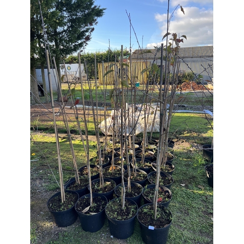 258 - TWENTY EIGHT PRUNUS AVIUM +VAT