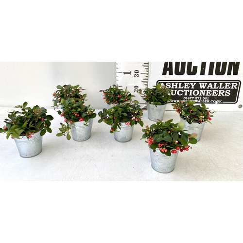 26 - EIGHT GAULTHERIA PERNYETTAS COVERED IN BERRIES IN DECORATIVE ALUMINIMUM PAILS. APPROX 25CM IN HEIGHT... 