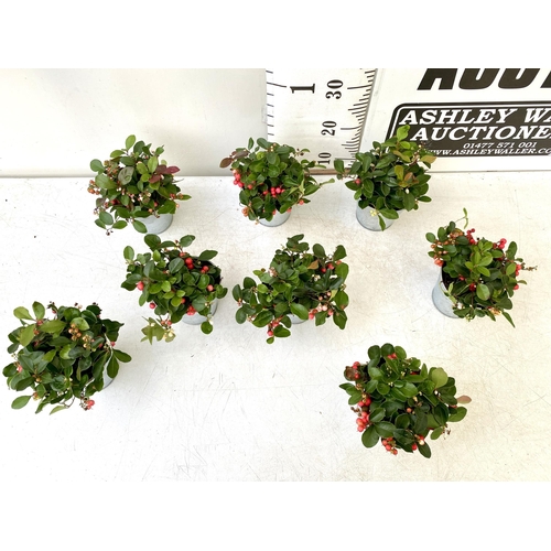 26 - EIGHT GAULTHERIA PERNYETTAS COVERED IN BERRIES IN DECORATIVE ALUMINIMUM PAILS. APPROX 25CM IN HEIGHT... 