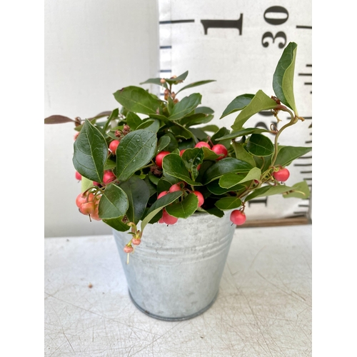 26 - EIGHT GAULTHERIA PERNYETTAS COVERED IN BERRIES IN DECORATIVE ALUMINIMUM PAILS. APPROX 25CM IN HEIGHT... 