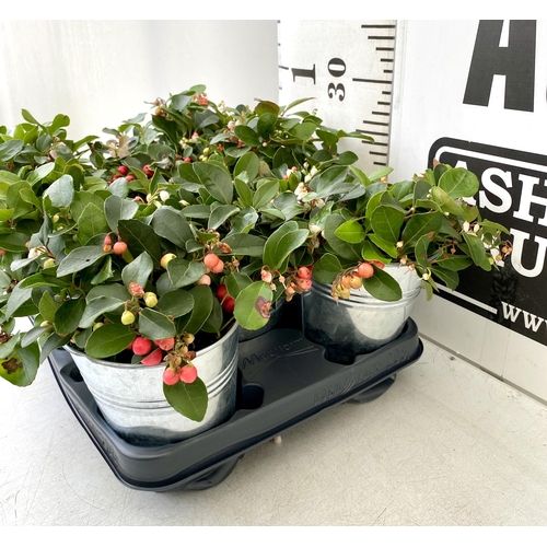 40 - EIGHT GAULTHERIA PERNYETTAS COVERED IN BERRIES IN DECORATIVE ALUMINIMUM PAILS. APPROX 25CM IN HEIGHT... 