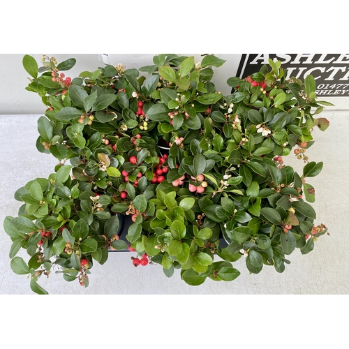 40 - EIGHT GAULTHERIA PERNYETTAS COVERED IN BERRIES IN DECORATIVE ALUMINIMUM PAILS. APPROX 25CM IN HEIGHT... 