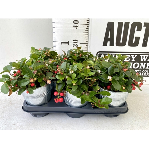 40 - EIGHT GAULTHERIA PERNYETTAS COVERED IN BERRIES IN DECORATIVE ALUMINIMUM PAILS. APPROX 25CM IN HEIGHT... 