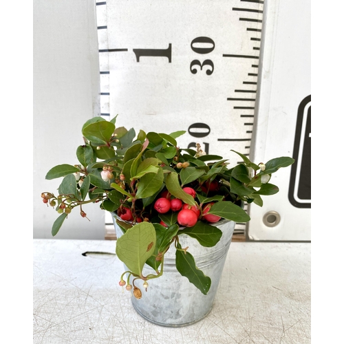 40 - EIGHT GAULTHERIA PERNYETTAS COVERED IN BERRIES IN DECORATIVE ALUMINIMUM PAILS. APPROX 25CM IN HEIGHT... 