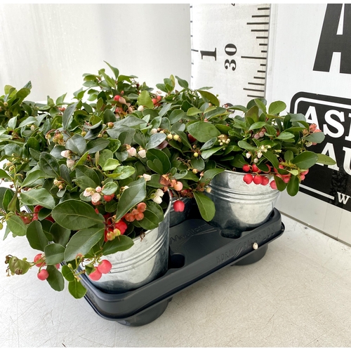 89 - EIGHT GAULTHERIA PERNYETTAS COVERED IN BERRIES IN DECORATIVE ALUMINIMUM PAILS. APPROX 25CM IN HEIGHT... 