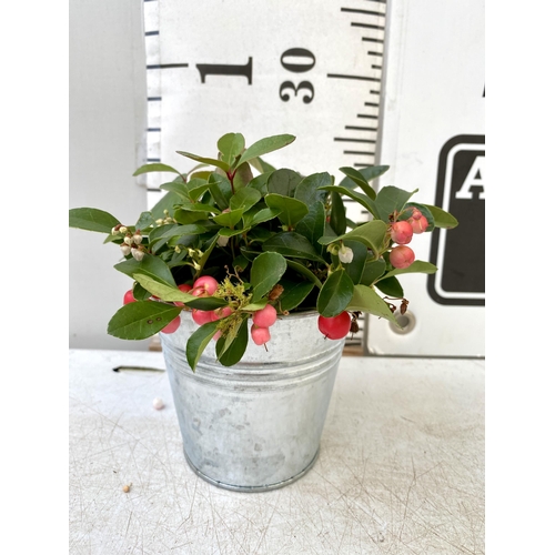 89 - EIGHT GAULTHERIA PERNYETTAS COVERED IN BERRIES IN DECORATIVE ALUMINIMUM PAILS. APPROX 25CM IN HEIGHT... 