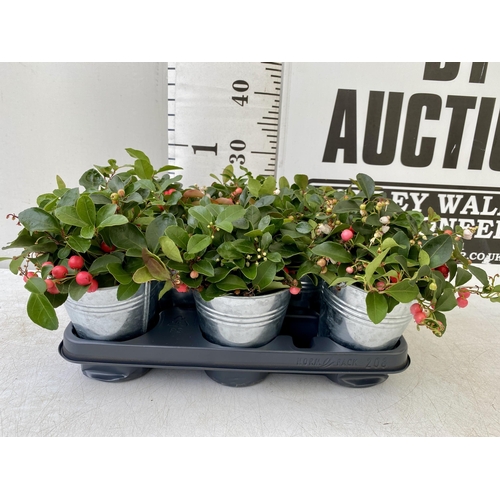 89 - EIGHT GAULTHERIA PERNYETTAS COVERED IN BERRIES IN DECORATIVE ALUMINIMUM PAILS. APPROX 25CM IN HEIGHT... 