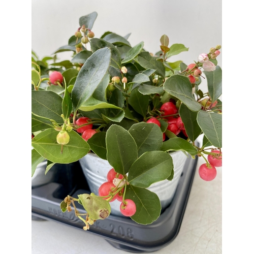 89 - EIGHT GAULTHERIA PERNYETTAS COVERED IN BERRIES IN DECORATIVE ALUMINIMUM PAILS. APPROX 25CM IN HEIGHT... 