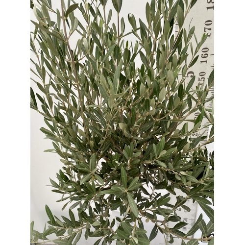 98 - TWO LARGE ITALIAN OLIVE STANDARD TREES APPROX 190CM IN HEIGHT IN 9 LTR POTS NO VAT TO BE SOLD FOR TH... 