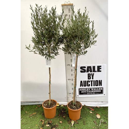 98 - TWO LARGE ITALIAN OLIVE STANDARD TREES APPROX 190CM IN HEIGHT IN 9 LTR POTS NO VAT TO BE SOLD FOR TH... 