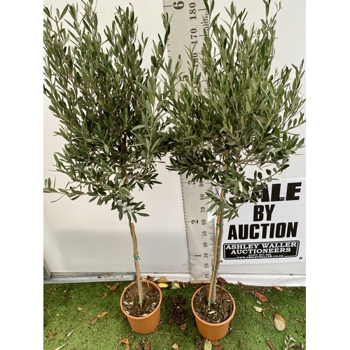 98 - TWO LARGE ITALIAN OLIVE STANDARD TREES APPROX 190CM IN HEIGHT IN 9 LTR POTS NO VAT TO BE SOLD FOR TH... 