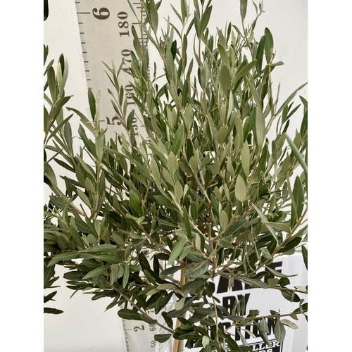 98 - TWO LARGE ITALIAN OLIVE STANDARD TREES APPROX 190CM IN HEIGHT IN 9 LTR POTS NO VAT TO BE SOLD FOR TH... 