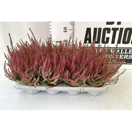 93 - EIGHT PINK HEATHER PLANTS IN 10CM POTS ON A TRAY. APPROX 30-40CM IN HEIGHT TO BE SOLD FOR THE EIGHT