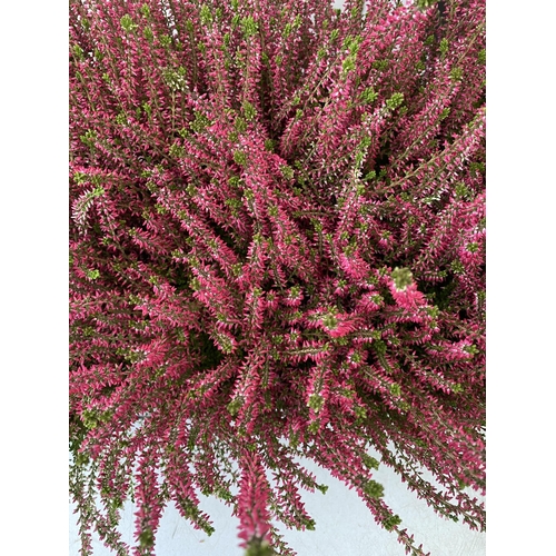 93 - EIGHT PINK HEATHER PLANTS IN 10CM POTS ON A TRAY. APPROX 30-40CM IN HEIGHT TO BE SOLD FOR THE EIGHT