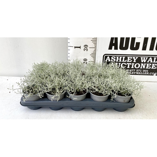 95 - FIFTEEN CALOCEPHALUS LEUCOPHYTA SILVER SAND IN 9CM POTS. APPROX 20CM IN HEIGHT ON A TRAY. TO BE SOLD... 