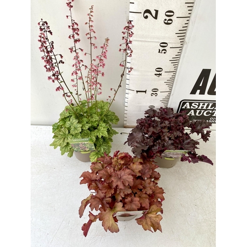 350 - THREE VARIOUS HEUCHERA TO INCLUDE BLACK BEAUTY, BERRY TIMELESS AND CRANBERRY. IN TWO LITRE POTS 30-7... 