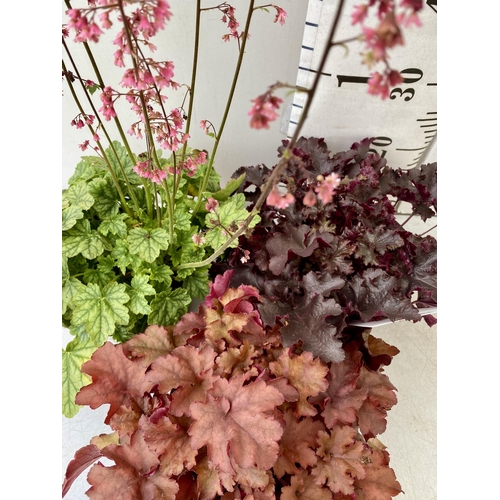 350 - THREE VARIOUS HEUCHERA TO INCLUDE BLACK BEAUTY, BERRY TIMELESS AND CRANBERRY. IN TWO LITRE POTS 30-7... 