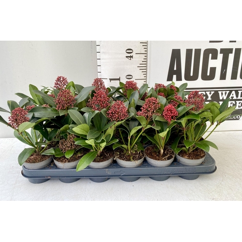 352 - EIGHTEEN RED SKIMMIA JAPONICA PLANTS IN 7CM POTS. APPROX 30CM IN HEIGHT TO BE SOLD FOR THE EIGHTEEN