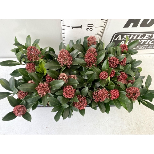 352 - EIGHTEEN RED SKIMMIA JAPONICA PLANTS IN 7CM POTS. APPROX 30CM IN HEIGHT TO BE SOLD FOR THE EIGHTEEN