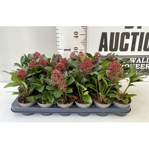 352 - EIGHTEEN RED SKIMMIA JAPONICA PLANTS IN 7CM POTS. APPROX 30CM IN HEIGHT TO BE SOLD FOR THE EIGHTEEN