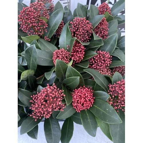 352 - EIGHTEEN RED SKIMMIA JAPONICA PLANTS IN 7CM POTS. APPROX 30CM IN HEIGHT TO BE SOLD FOR THE EIGHTEEN