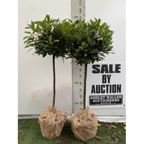 358 - A PAIR OF STANDARD KITCHEN BAY TREES 'LAURUS NOBILIS' IN 10 LTR POTS WITH DECORATIVE SACKING APPROX ... 