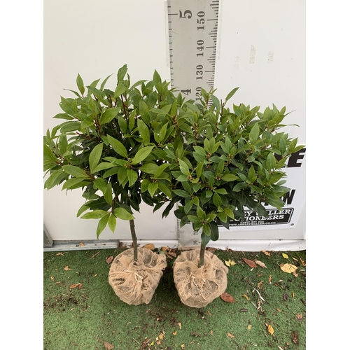 358 - A PAIR OF STANDARD KITCHEN BAY TREES 'LAURUS NOBILIS' IN 10 LTR POTS WITH DECORATIVE SACKING APPROX ... 